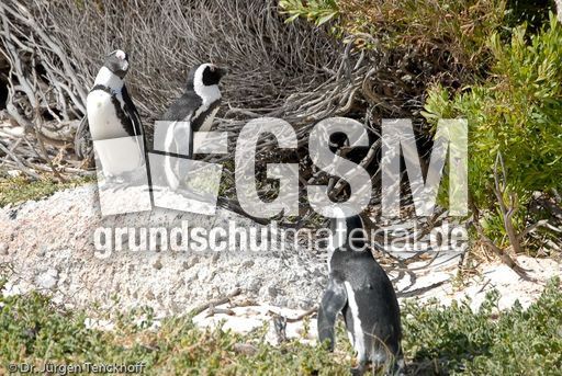 Brillenpinguin (93 von 148).jpg